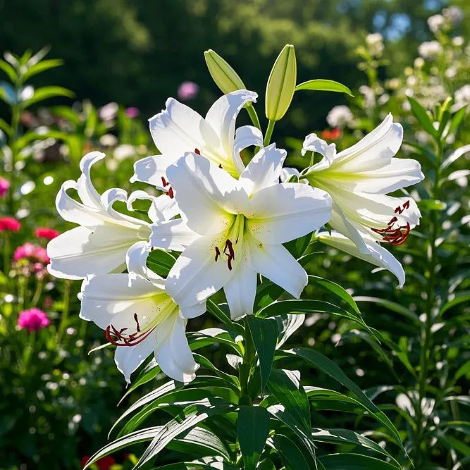 🌺Double Perfume Lily Bulbs—Fresh and Sweet
