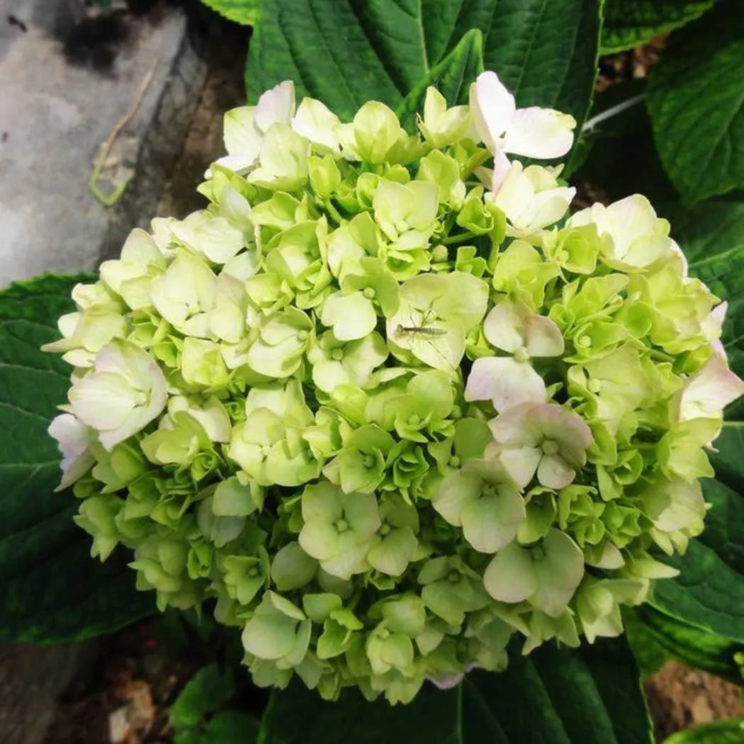 🌈Mix Hydrangea Seeds - Beautiful and Hardy Perennial Seeds for Your Garden