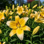 🌺Perfume Lily Bulbs—Fresh and Sweet