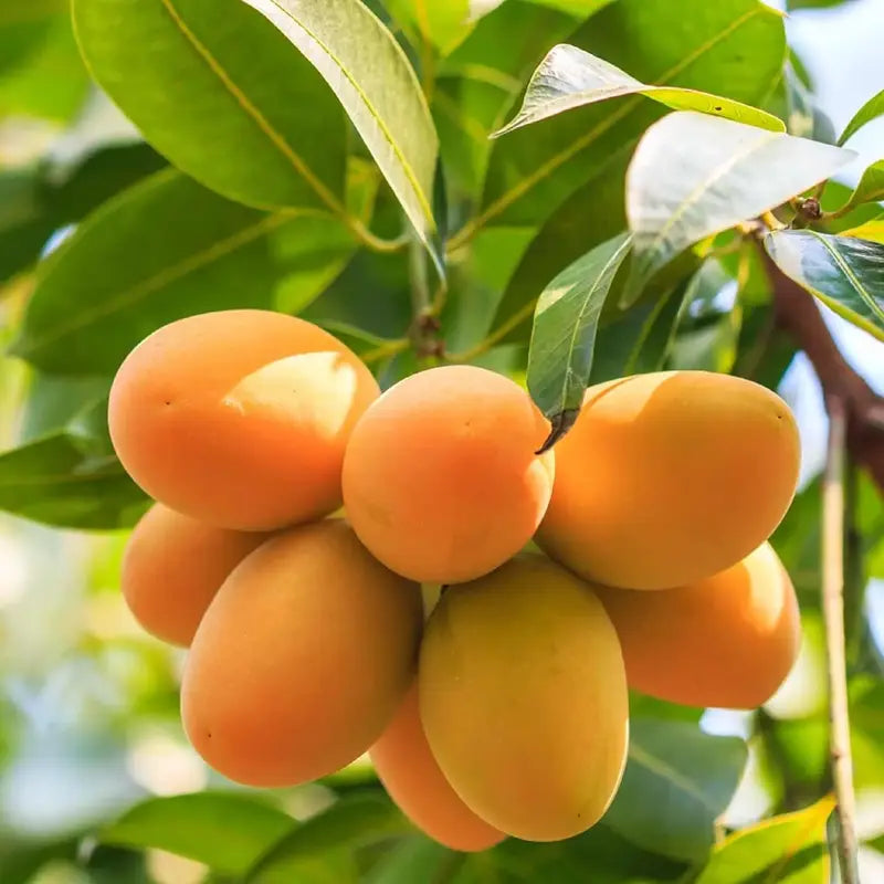 Mango Fruit Seed For Planting - Heirloom Non-GMO Mango  Seeds
