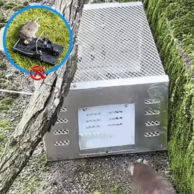 Stainless Steel Automatic Mousetrap