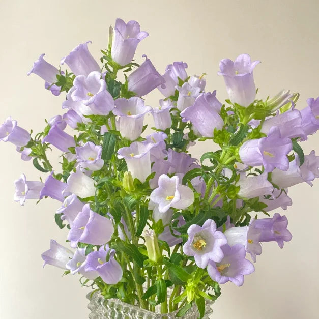 🌺Canterbury Bells Seeds