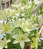 🌺Perfume Lily Bulbs—Fresh and Sweet