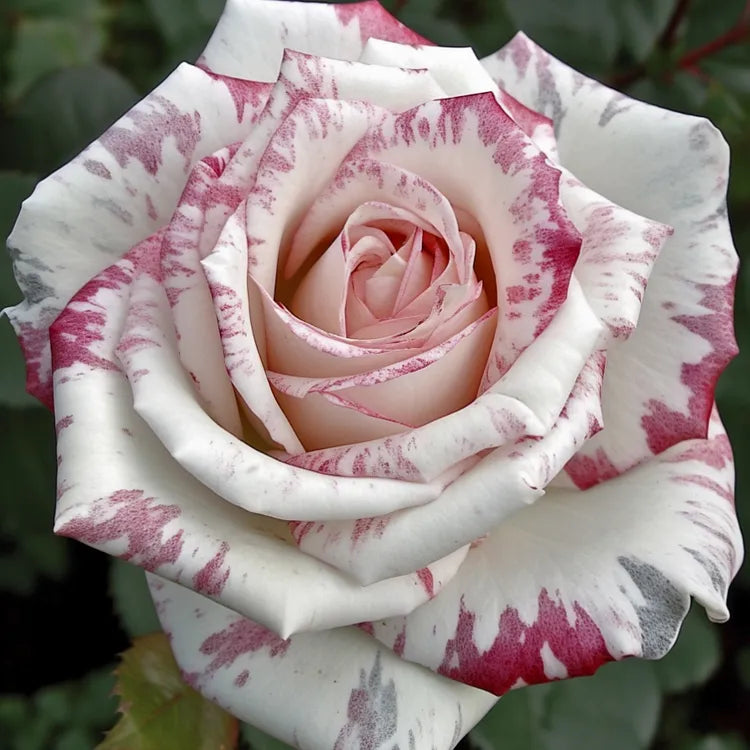 Black Buck Rose Seeds