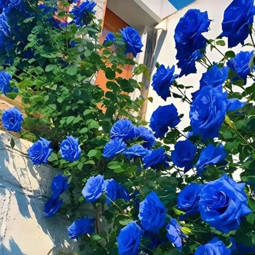 Blue Enchantress Rose Seeds For Garden