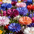 🌼Mixed Color Cornflower Seeds