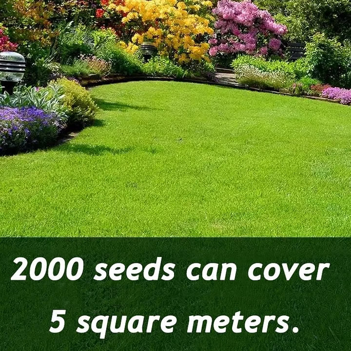 🌱2026 Evergreen Dwarf Grass Seed | For Four Seasons