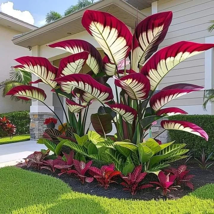 Giant Alocasia Bulbs🍃Transform Your Space with Tropical Majesty