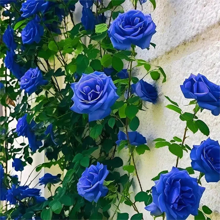 Black Buck Rose Seeds