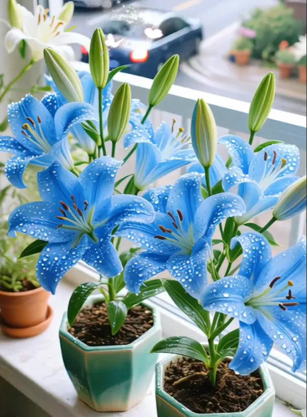 🌺Double Perfume Lily Bulbs—Fresh and Sweet