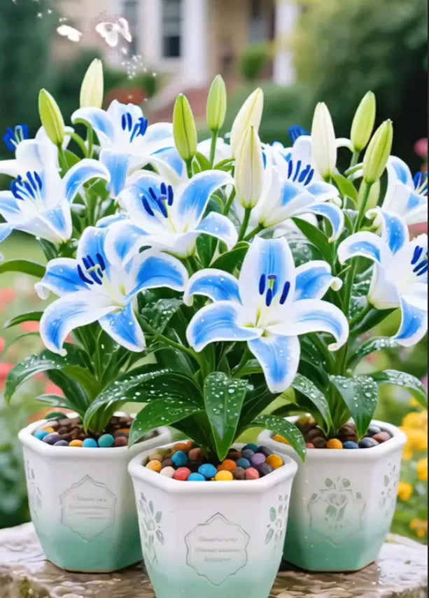 🌺Double Perfume Lily Bulbs—Fresh and Sweet