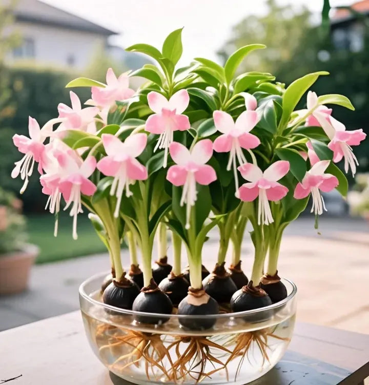 Phalaenopsis Lantern Flower Bulbs
