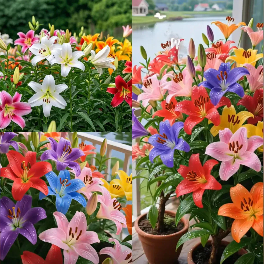 🌺Double Perfume Lily Bulbs—Fresh and Sweet