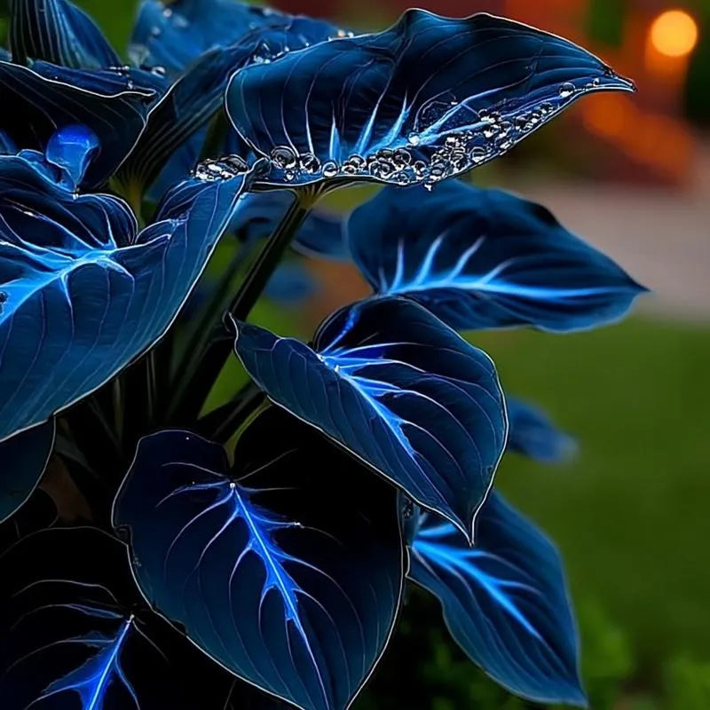 🌿 Rainbow Rare Hosta Flower Seeds🎁2025 Special Offer