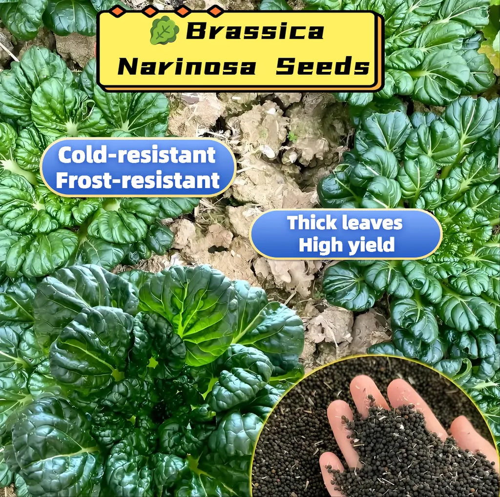 🥬Brassica Narinosa Seeds 🥬