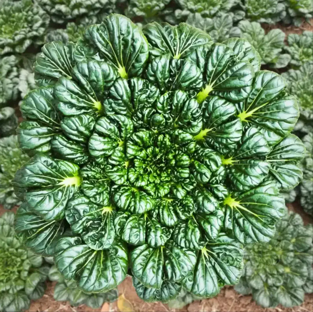 🥬Brassica Narinosa Seeds 🥬