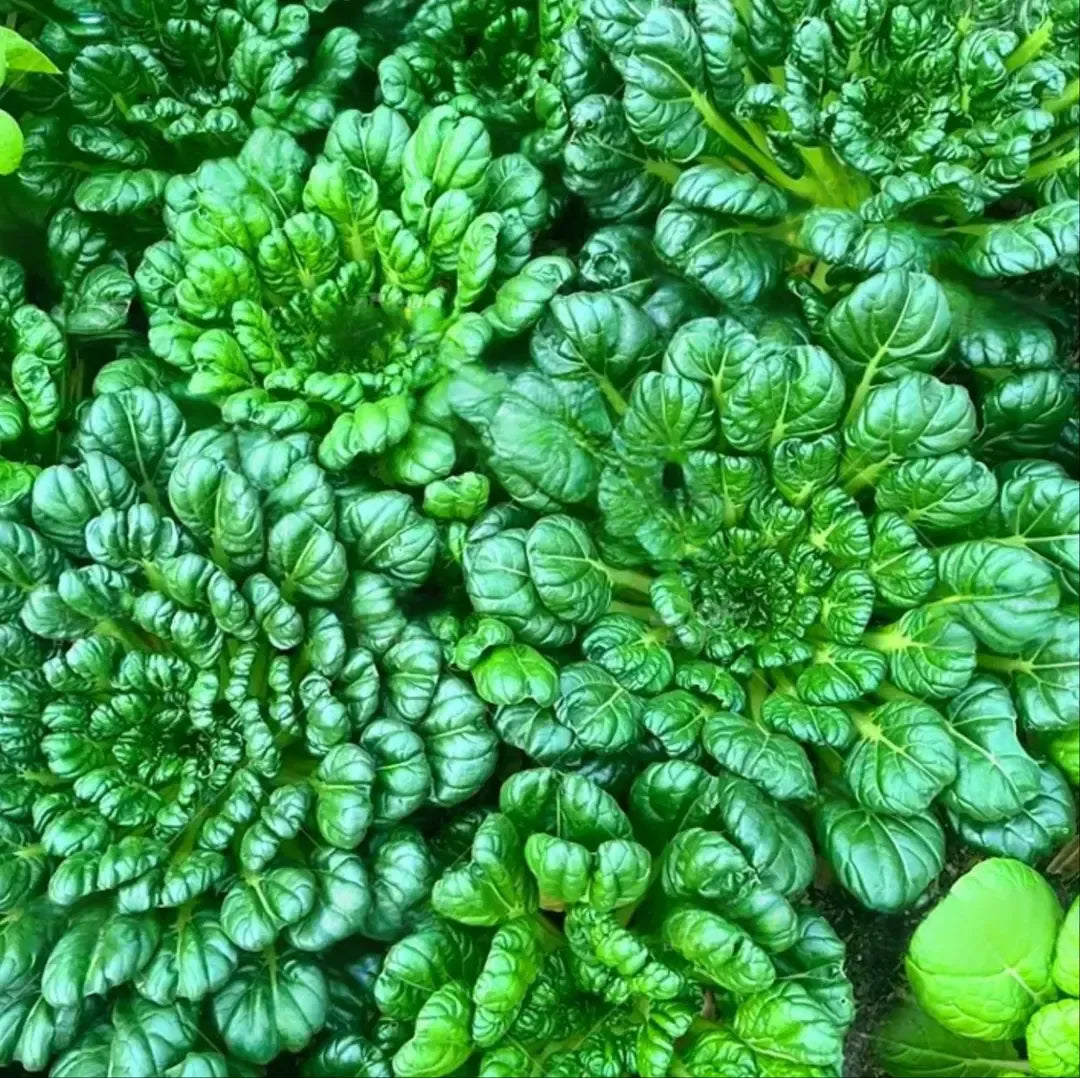 🥬Brassica Narinosa Seeds 🥬