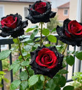Black Buck Rose Seeds