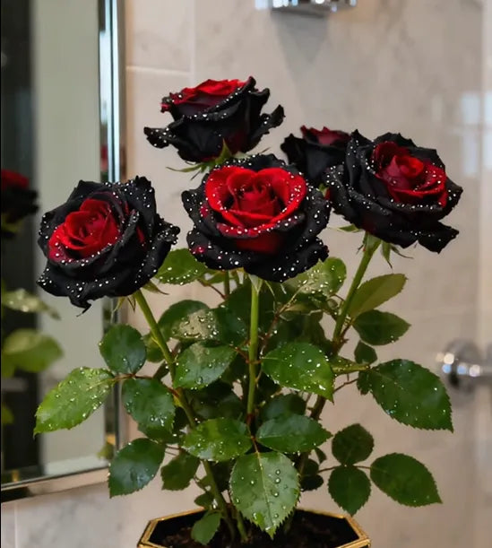 Black Buck Rose Seeds