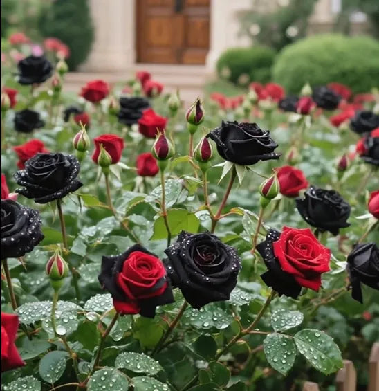 Black Buck Rose Seeds