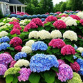 🌈Mix Hydrangea Seeds - Beautiful and Hardy Perennial Seeds for Your Garden