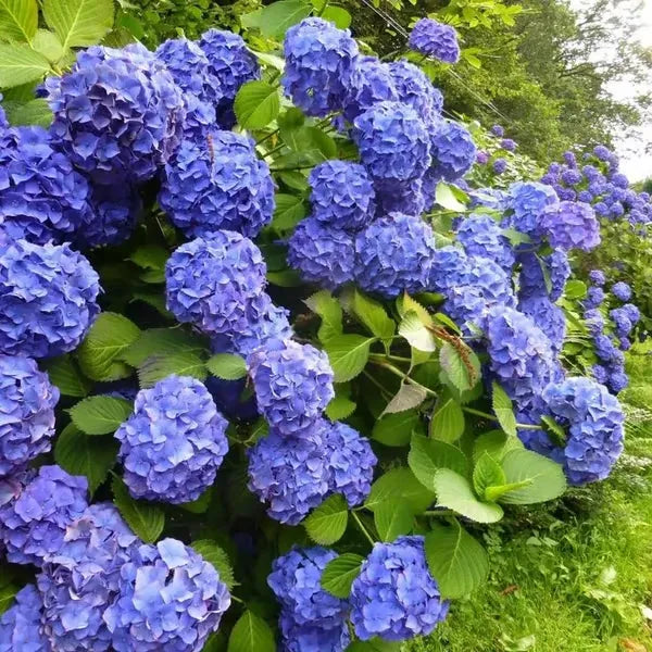 🌈Mix Hydrangea Seeds - Beautiful and Hardy Perennial Seeds for Your Garden