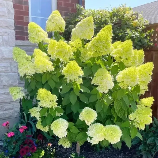 🌈Mix Hydrangea Seeds - Beautiful and Hardy Perennial Seeds for Your Garden