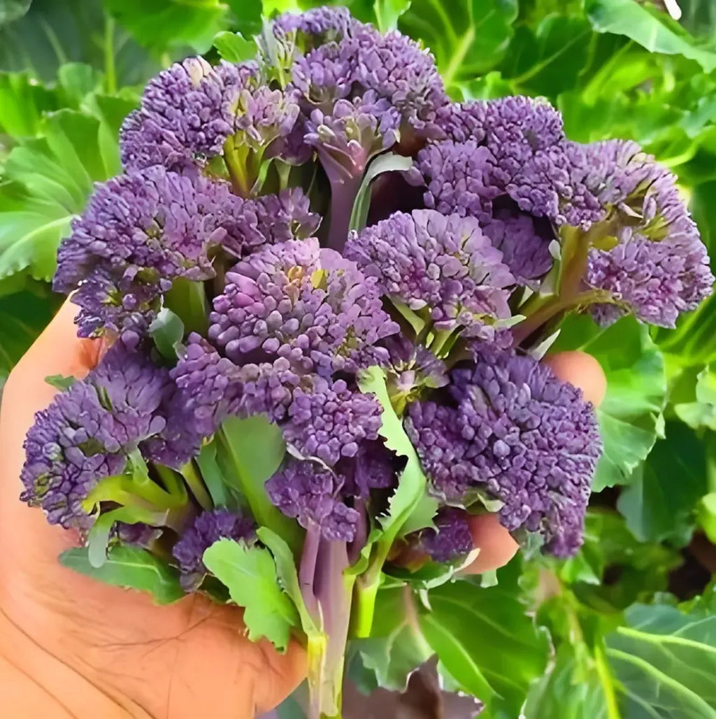 🥦 Easy to Grow, Hard to Resist – Broccoli Stem Seeds for Every Home Garden