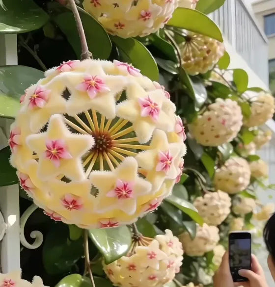 ✨Hoya Bulbs- Stars falling from the sky✨