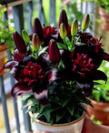 🌺Double Perfume Lily Bulbs—Fresh and Sweet