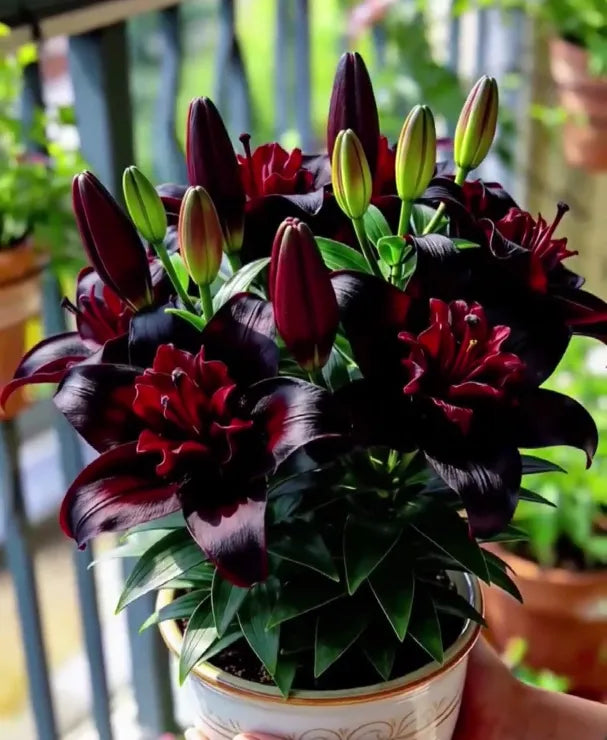 🌺Double Perfume Lily Bulbs—Fresh and Sweet