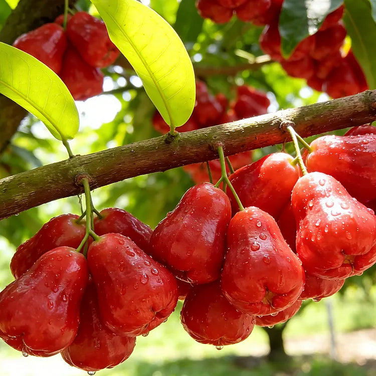 🍎High-End Exotic Wax Apple Seeds