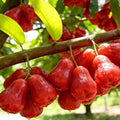 🍎High-End Exotic Wax Apple Seeds