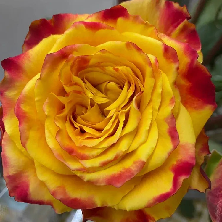 Black Buck Rose Seeds