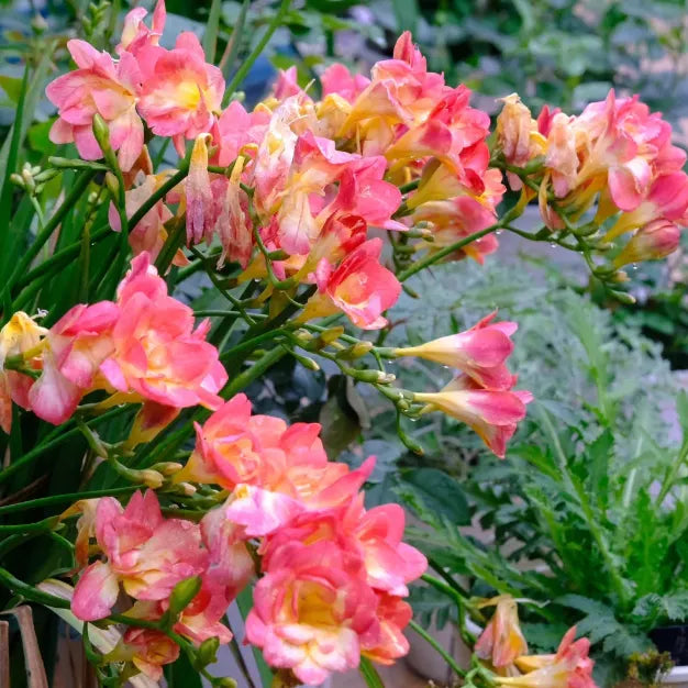 💐Freesia Bulbs – Easy to Grow, Long-Lasting Fragrance
