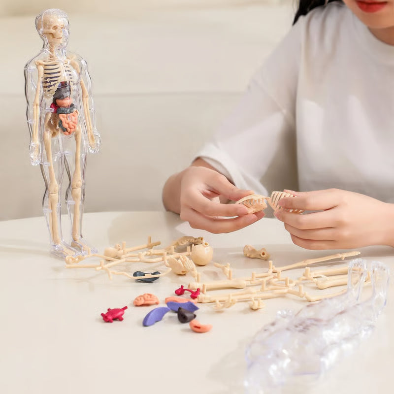 🏆Flash Sale⚡Human Body Model for Kids - STEM Anatomy Toy with Removable Organs