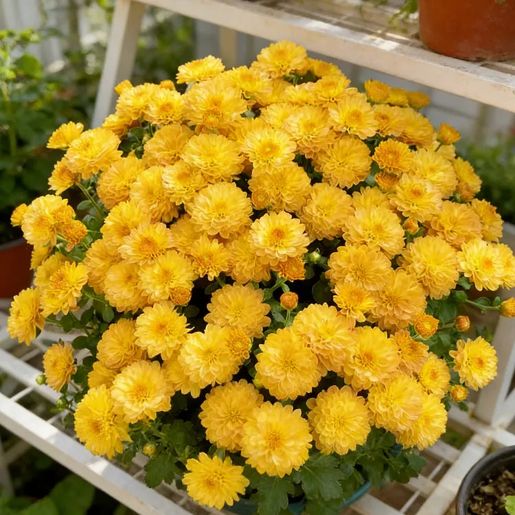 🌼Mix Colors Multiflora Chrysanthemum Seeds