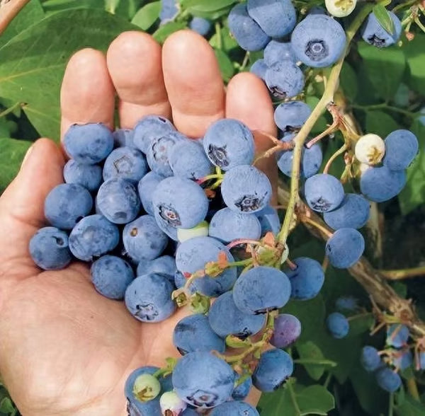 King of Berries - Blueberry Fruit Seeds - Four Seasons Plants