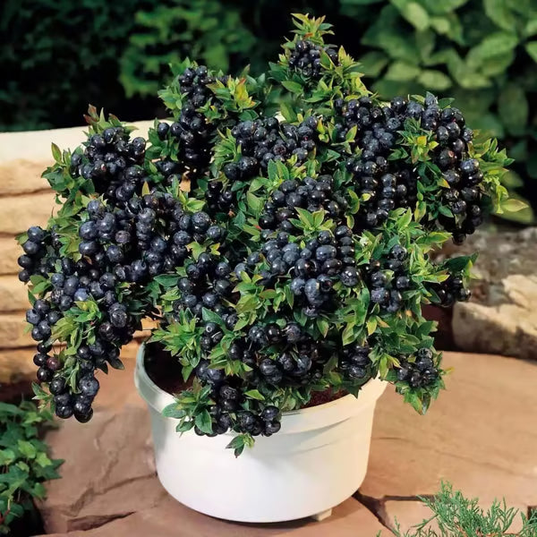 King of Berries - Blueberry Fruit Seeds - Four Seasons Plants