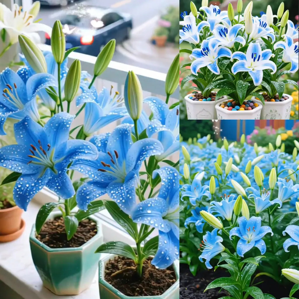 🌺Double Perfume Lily Bulbs—Fresh and Sweet