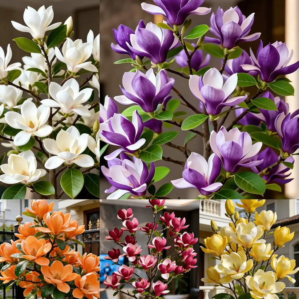 Magnolia liliiflora (Purple Orchids) Bulbs 🌸 Flowers Hide the Leaves, Fragrance Fills the Air