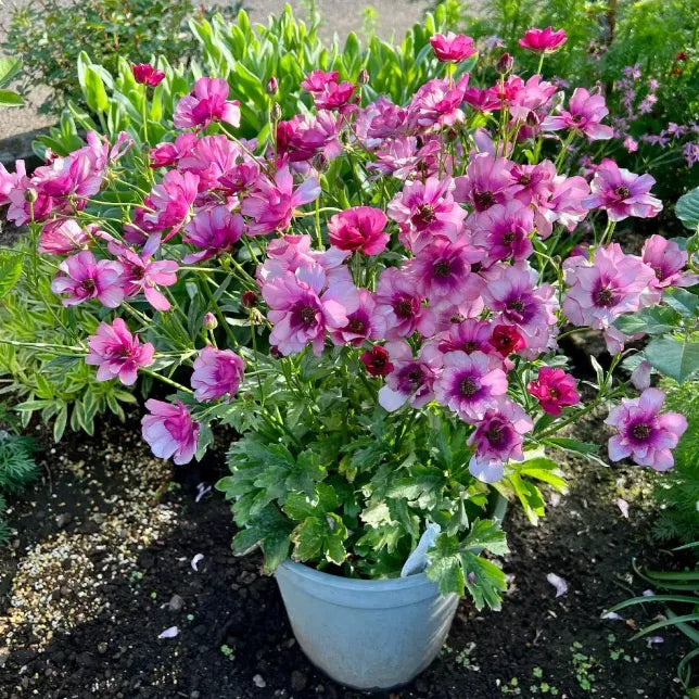 🌸Butterfly Ranunculus Tuberous Roots