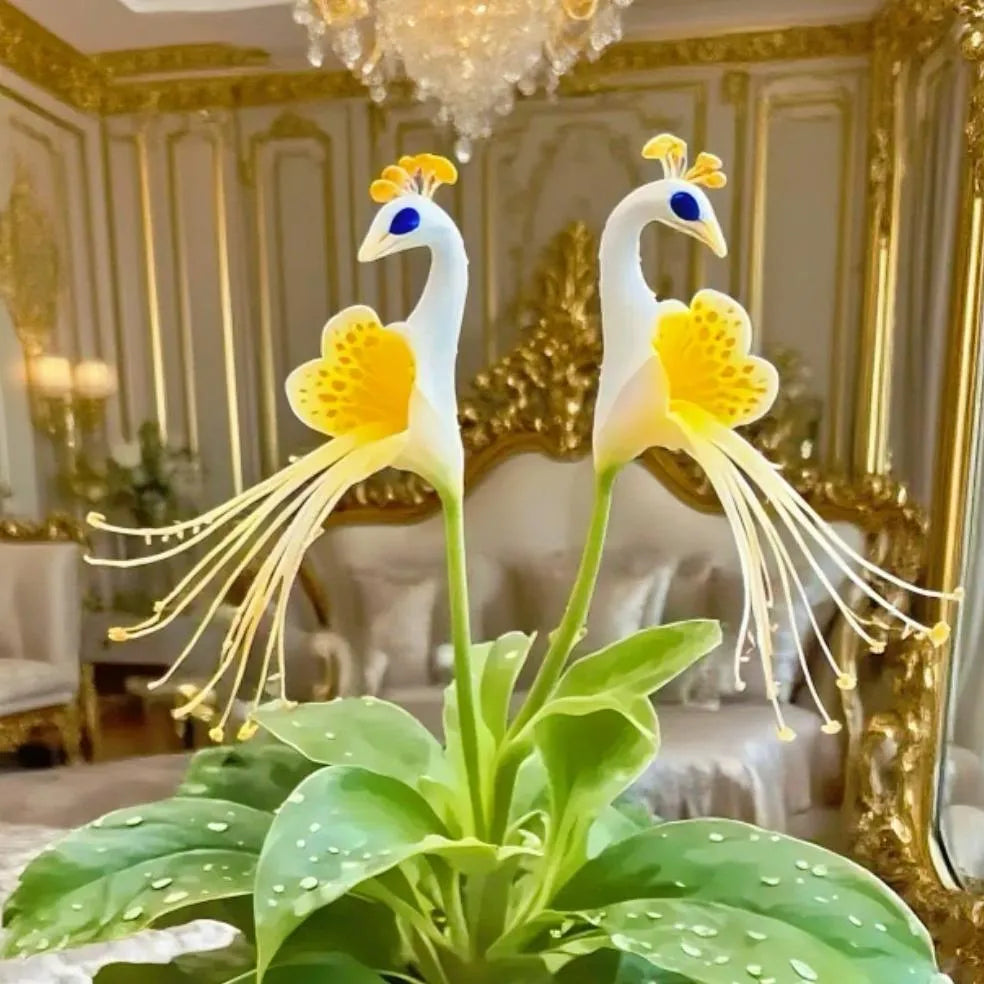 💎 Peacock Bloom Orchid