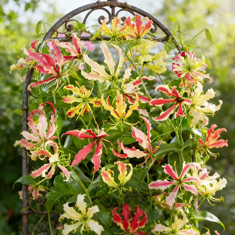 💐Gloriosa Lily—Life, Passion Never Dies