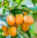 Mango Fruit Seed For Planting - Heirloom Non-GMO Mango  Seeds