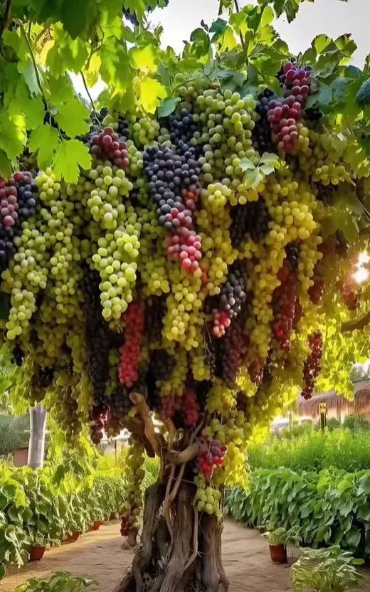 🌿Giant grape tree seeds: thin roots, large and seedless🍇