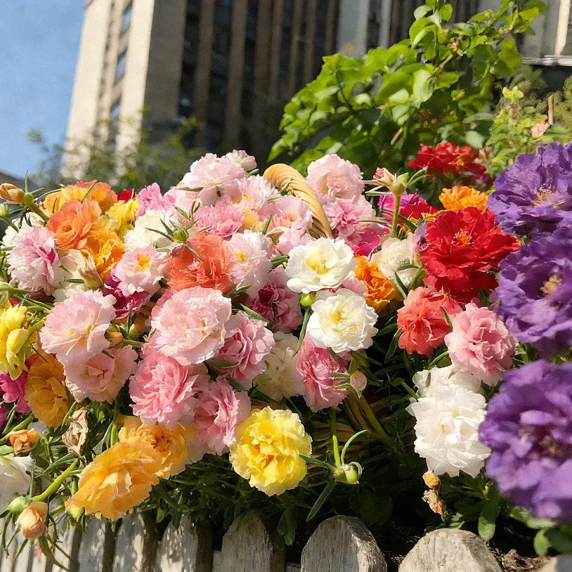 🌹Moss Rose—Immortal Flower