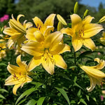 🌺Perfume Lily Bulbs—Fresh and Sweet