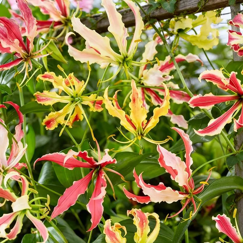 💐Gloriosa Lily—Life, Passion Never Dies