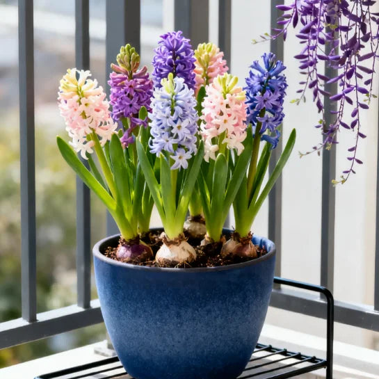 💐Bi-Color Mutation Hyacinth Bulbs